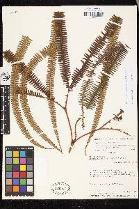 Sticherus aurantiacus image