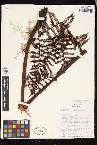 Alsophila bullata image