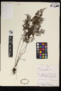 Image of Lindsaea eberhardtii