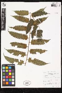 Image of Cyathea assurgens