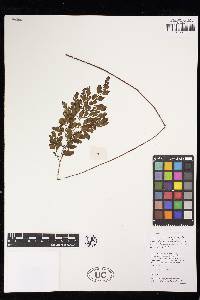 Lindsaea vieillardii image