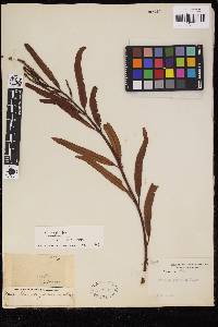 Plenasium javanicum image