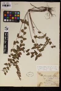 Lindsaea heterophylla image