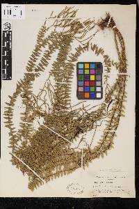 Phlegmariurus australis image
