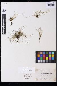 Equisetum scirpoides image