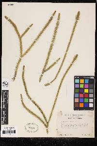 Lycopodiella alopecuroides image