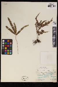 Lindsaea ramosii image