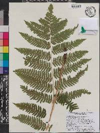 Dryopteris goldieana image