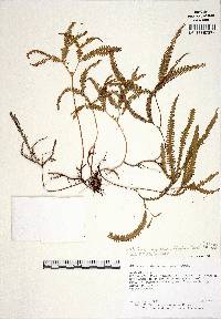 Sticherus hypoleucus image
