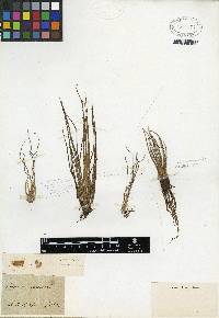 Isoetes lacustris image