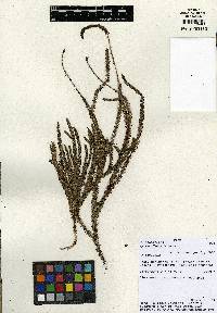 Lycopodium clavatum image