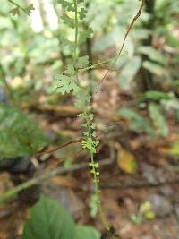 Asplenium sandersonii image