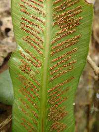 Asplenium africanum image