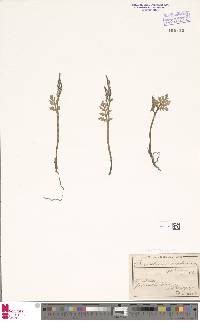 Botrychium matricariifolium image