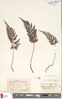 Asplenium adiantum-nigrum image