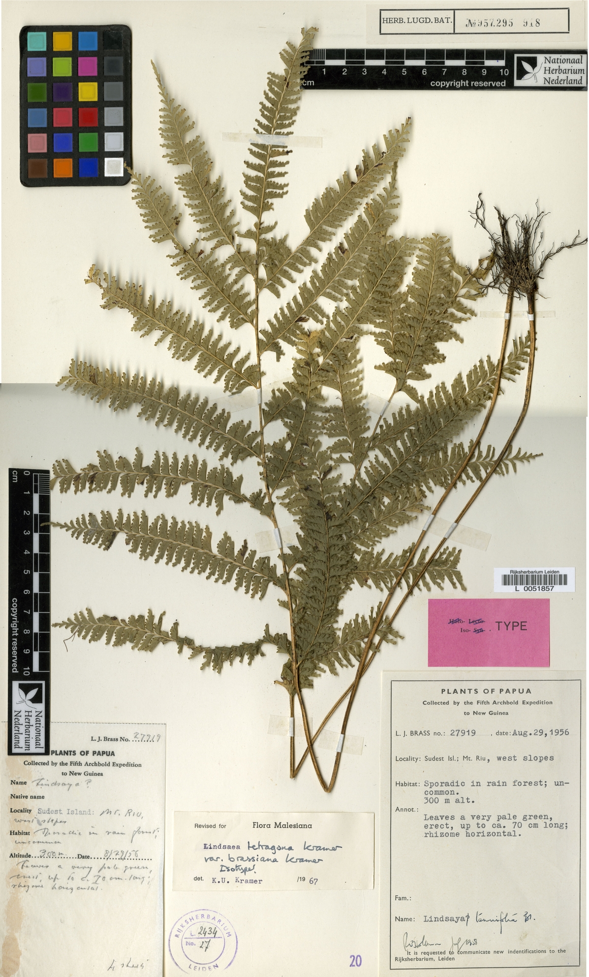 Lindsaea tetragona var. brassiana image