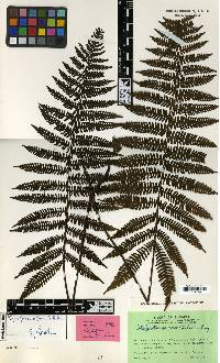 Coryphopteris atjehensis image