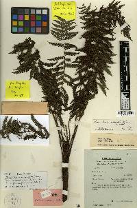 Coryphopteris andersonii image