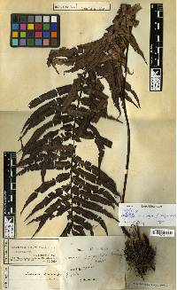 Plagiogyria pycnophylla image