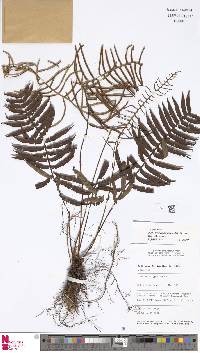 Image of Plagiogyria egenolfioides