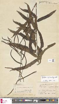 Plagiogyria euphlebia image
