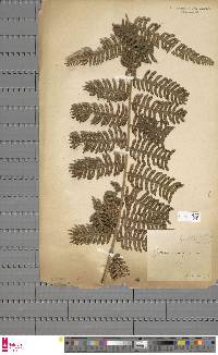 Image of Cyathea corallifera