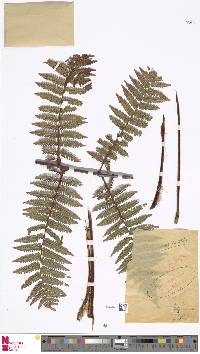 Cyathea brachyphylla image