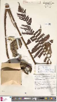 Alsophila angiensis image