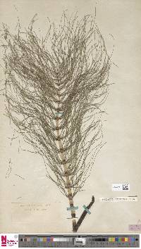 Equisetum telmateia image