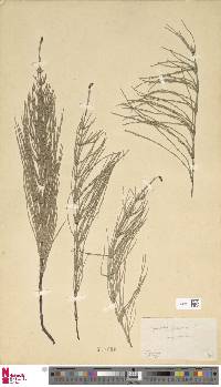 Equisetum palustre image