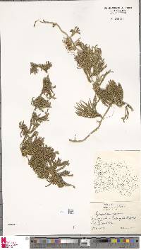 Diphasiastrum alpinum image