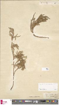 Image of Austrolycopodium paniculatum