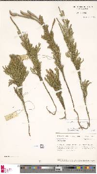 Image of Dendrolycopodium juniperoideum