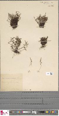 Asplenium alternifolium subsp. alternifolium image