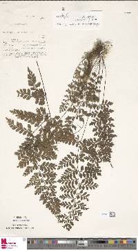 Asplenium affine image