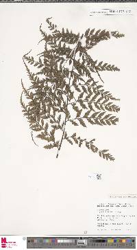 Asplenium affine image