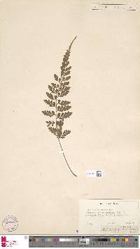 Asplenium affine image