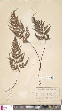 Asplenium adiantum-nigrum image