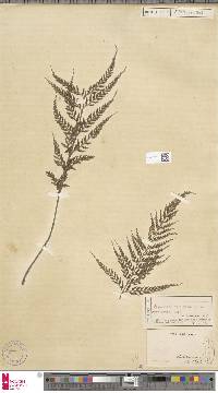 Asplenium bulbiferum subsp. bulbiferum image
