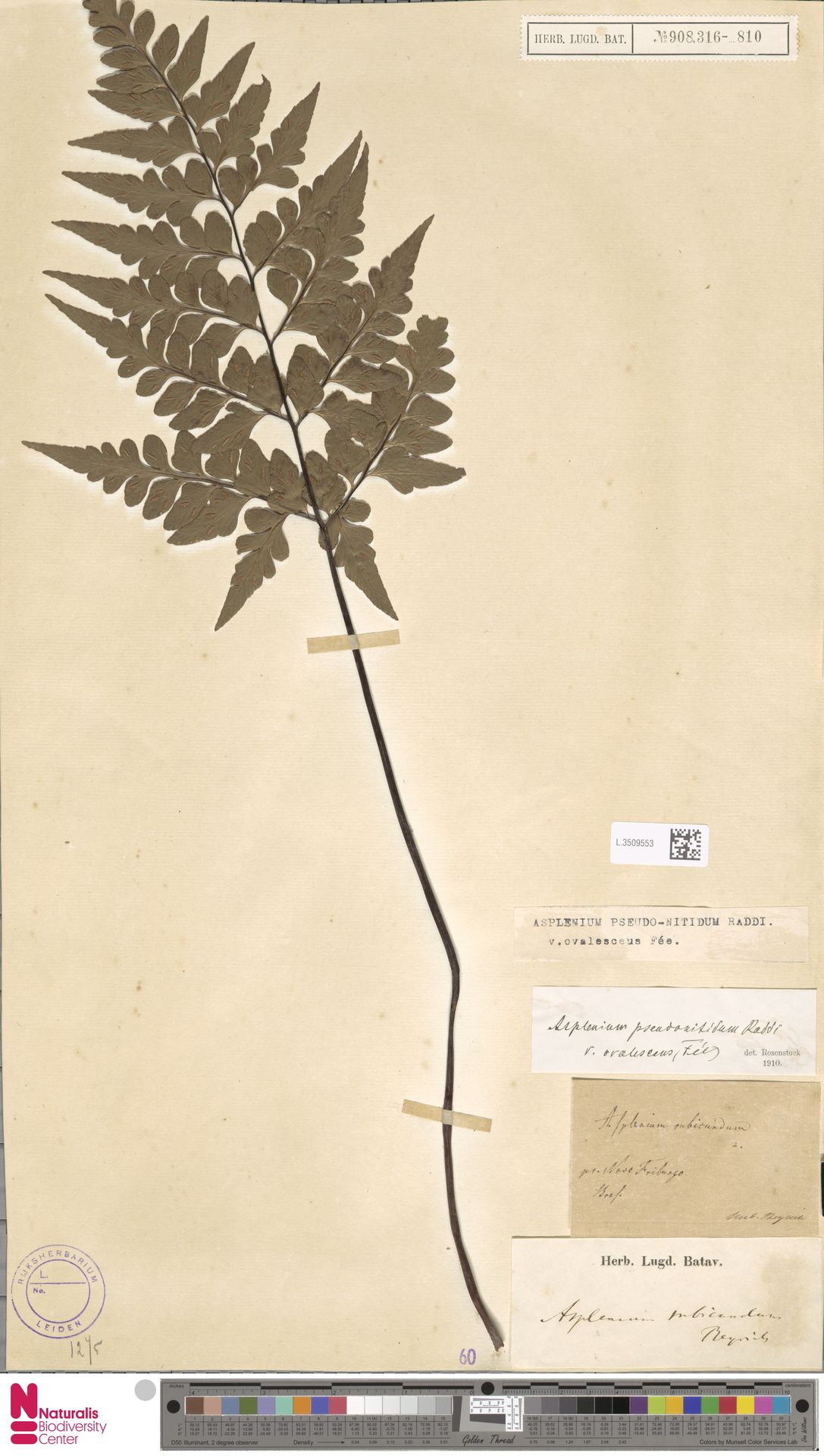 Asplenium pseudonitidum var. ovalescens image