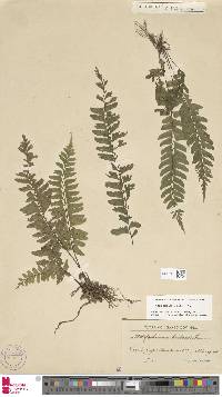 Asplenium abscissum image