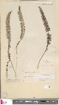 Asplenium monanthes image