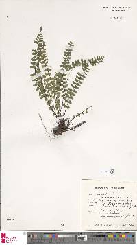 Asplenium monanthes image