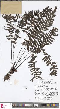 Image of Coryphopteris klossii