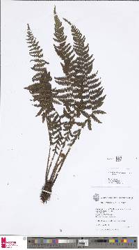 Image of Coryphopteris fasciculata