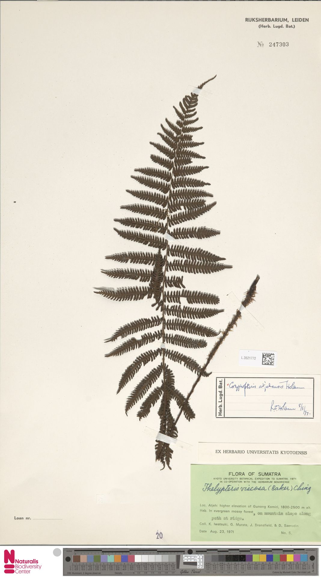 Coryphopteris atjehensis image