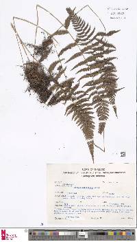 Athyrium anisopterum image