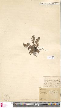 Asplenium cordatum image