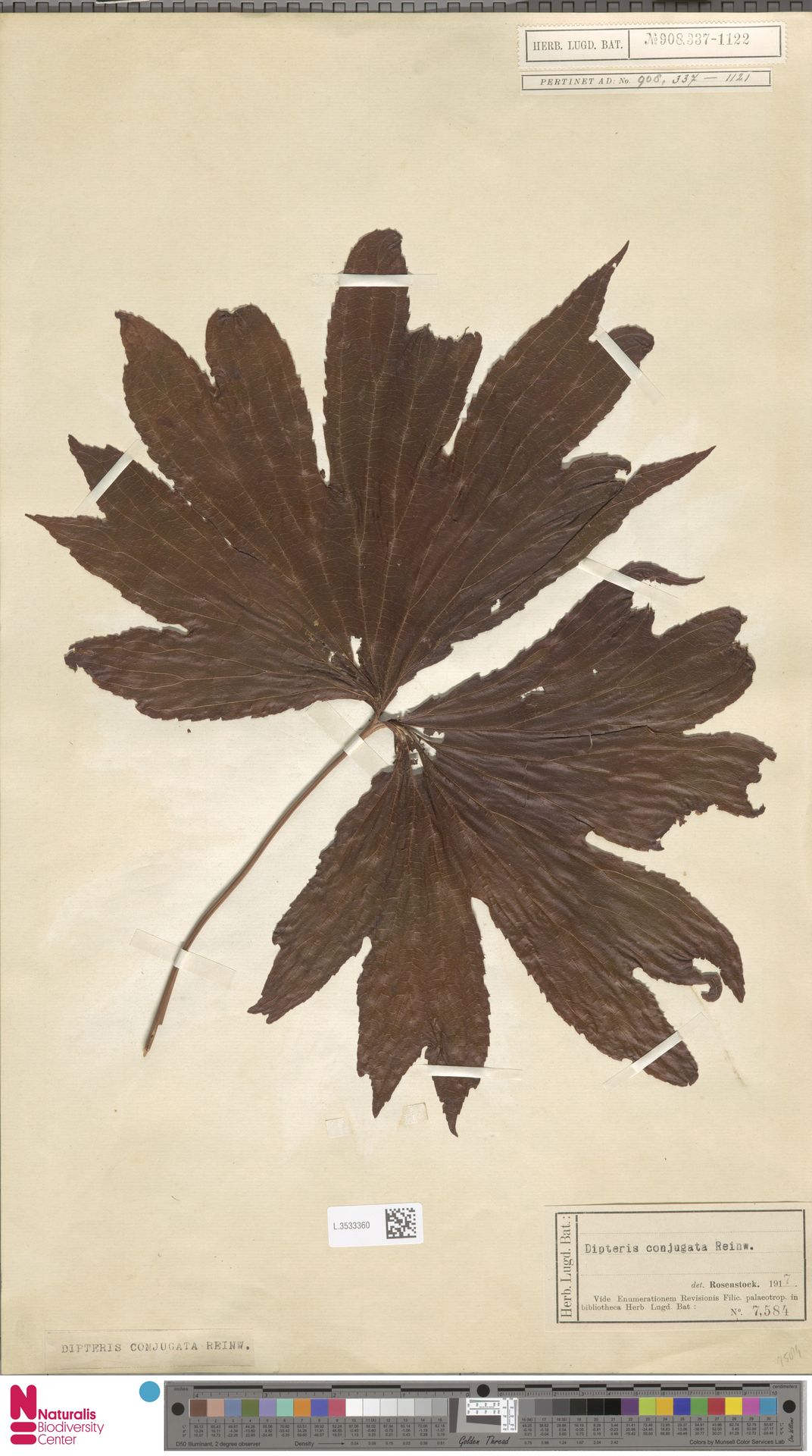 Dipteridaceae image