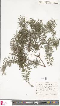 Gleichenia microphylla image